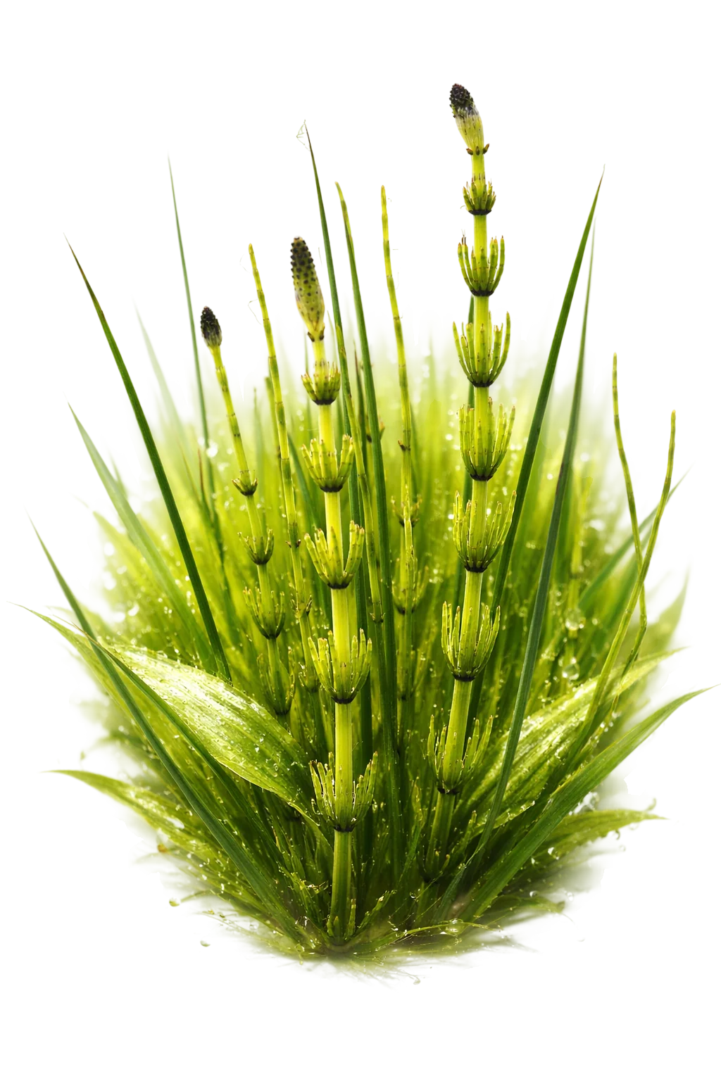 Horsetail Plant