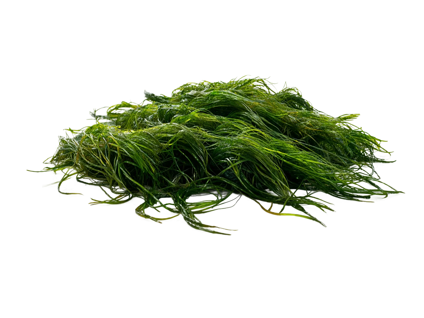 Spirulina
