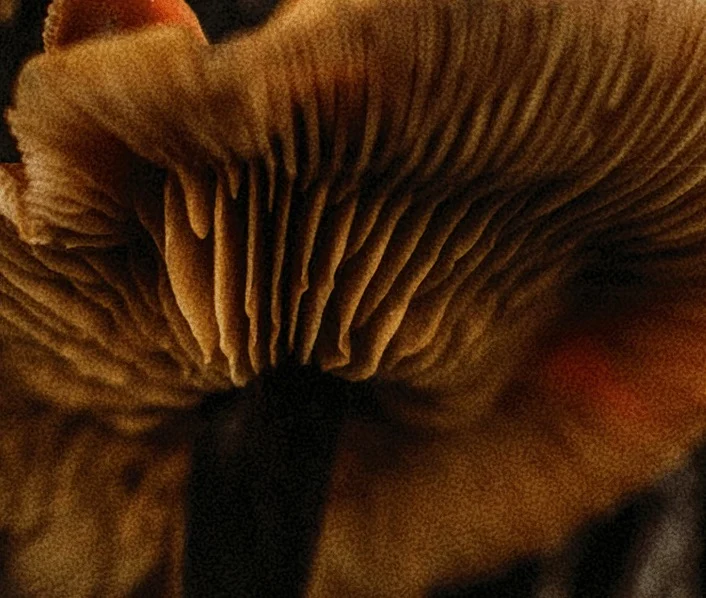 Functional Mushrooms