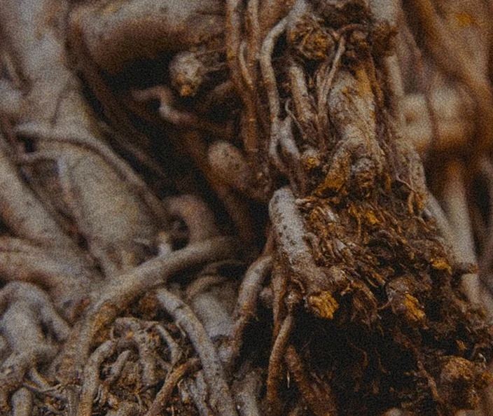 Adaptogens